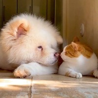 『ただのお昼寝なのに…』仲良くなり過ぎた秋田犬と猫、一緒に眠る光景が尊さを極めていると49万表示「幸せの一言に尽きる」「可愛い」と悶絶