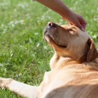 愛犬を『一番幸せにする』方法4選　具体的にどんなことをすればいいの？犬にとっての幸せの定義とは