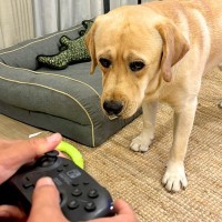 大型犬が『ゲームをする飼い主』に困惑した結果…まさかの『可愛すぎる作戦』でお誘いする姿が49万表示「困り眉可愛すぎ」「しょんぼりｗ」