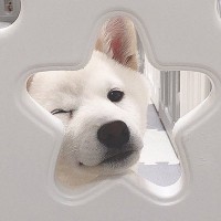 『子犬に何気なくカメラを向けただけなのに…』まさかの"神がかったファンサ"をとらえた光景に22万いいね「スターの貫禄」「アイドルすぎる」