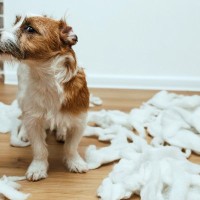 『イタズラ』がバレたときに犬がする行動とは？仕草から分かる愛犬の気持ちまで解説