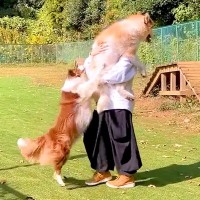 『だめー！』犬の飼い主が"他の犬を抱っこした"結果…どうしても許せず嫉妬する姿が28万再生「ヤキモチ炸裂ｗ」「ママは貸せないよね」