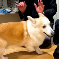 犬が『24時間ぶりにパパと再会した』結果…想像以上に『大興奮のリアクション』が激カワすぎると42万再生「耳ペタ可愛い」「凄い喜びようｗ」