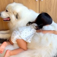 2歳の女の子が『超大型犬を大好きになり過ぎた』結果…『完全に沼にハマった姿』が可愛すぎると16万再生「癒やしの空間」「この沼は深いぞｗ」