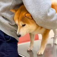 犬が病院で『注射に必死に耐えた』結果…終わった後の『強気な態度』が可愛すぎると115万再生「変わり身の速さ草」「バイク音みたいｗ」と爆笑