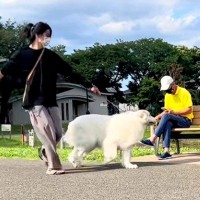 超大型犬に内緒で『おじいちゃんとおばあちゃんの隣』を通ったら…面白すぎる実験結果が13万再生「空気読んでて草」「わざとでしょｗ」と爆笑