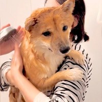 『お風呂嫌いの柴犬を洗うと…』大パニックでおばあちゃんにすがる姿が可愛すぎると7万再生「現場の臨場感が伝わってくるｗ」「必死で笑った」