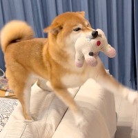 犬が『出張から帰ったお父さん』をお出迎えした結果…独特すぎる『超高速チョイチョイ』が面白いと23万再生「癖強くて草」「疲れ吹っ飛ぶ」