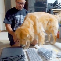 大型犬に『検品』をお願いした結果…『ブチギレながらパパに助けを求める姿』が可愛すぎると67万再生「即返品で草」「人間の子どもみたいｗ」