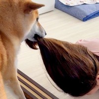 ヘアゴムを付けたら、犬が…まさかの『ホラー映画のような惨劇』に爆笑が止まらないと335万表示「どういう状況？？ｗ」「徹底してて笑った」