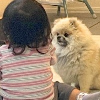 『ぼく、いい子にしてますよ？』犬がおやつを食べる女の子に近づいた結果…まさかの姿が可愛すぎると3万いいね「アピールｗ」「モフモフの妖精」