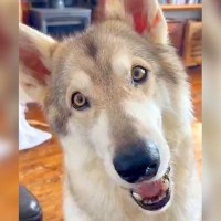 大型犬の前で食事をしていたら…気付いた時の『あざと可愛すぎるおねだり』が65万表示「ギャップがすごいｗ」「負けてしまいそう」と悶絶