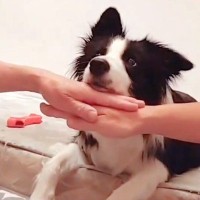 『可愛すぎて泣いた』犬の前で"えいえいおー"をしてみたら…まさかの行動が2万5000いいね「手を乗せるのかとｗ」「すべてを理解してる」