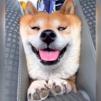 犬を『車の後部座席』に乗せた結果…隙間に挟まり『食パン化』する姿が可愛すぎると624万再生「何故そこにｗ」「ムギュ！ってなってる」と爆笑