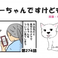 ちーちゃんですけどもっ【第274話】「発見した事」