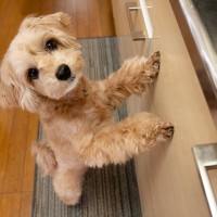 犬が『飼い主に近づいてくる』ときの心理5選　可愛すぎる行動の意味や正しい対応まで