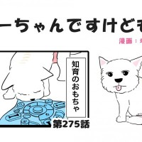 ちーちゃんですけどもっ【第275話】「何度も貰えると思ってる」