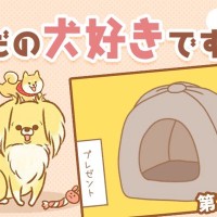 ただの犬好きです。【第278話】「お気に入り」