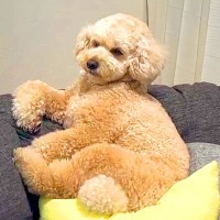 お留守番中の犬を隠し撮りしたら…想像以上の『リラックスっぷり』がすごいと26万再生「中におっさん入ってる？」「賢いなｗ」と絶賛