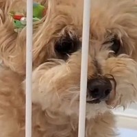 10歳の老犬が『飼い主の入院』で1ヶ月以上ペットホテルに…涙あふれる『感動的な結末』が5万再生「本当によかった」「幸せになってね」