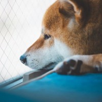 犬の『元気がなくなる』原因5選　病気かどうかを判断する方法や対処法まで