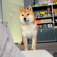 部屋でゴロゴロしていたら、犬が…かわいすぎる『取り立て屋』になる光景に12万再生の反響「要求してるのねｗ」「なんて可愛いの」と話題