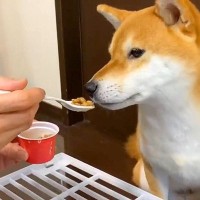 犬に初めて『納豆』を与えてみた結果…上品に食べる姿と『まさかの行動』が可愛すぎると5万再生「めっちゃキレイに食べてるｗ」「お嬢様だ」