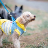 犬の『吠え癖』を直す方法5選　無駄吠えを解消するにはどうしたらいいの？簡単にできる対策とは