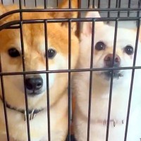 2匹の犬が『ケージから出して』の催促をした結果…男の子と女の子の『性格が違い』が面白すぎると99万再生「黙ってアピールｗ」「人と同じ」