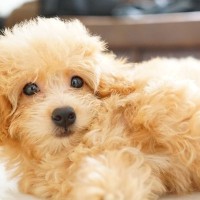 小型犬にまつわる『あるある』7選　あなたも共感するかも？意外な一面までご紹介