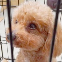 『フタ付きのゴミ箱に捨てられていた犬』…衝撃的な出会いと『まさかの結末』に涙が止まらないと174万再生「胸が苦しい」「幸せになって」