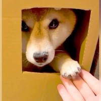 ダンボールの部屋に入った犬が、窓越しに…とんでもなく可愛い『お手』をする姿に悶絶「握手会参加したいｗ」「仕草にキュン」と54万再生