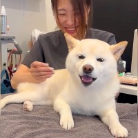 犬が針治療を受けたら…獣医師との『漫才のような掛け合い』が面白可愛いと話題「めっちゃいい先生」「子供の予防接種と一緒ｗ」と195万再生