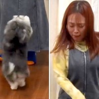 犬嫌いな女性が『人間好きな犬におやつをあげた』結果…ドタバタ過ぎるチャレンジが面白過ぎると95万再生「爆笑した」「どっちも可愛いｗ」