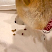 犬が『飼い主が悲しんでいる時』に見せた気遣い…思わず涙が溢れる優しさに430万再生の反響「人間でもなかなかできない…」「なんて健気なの」