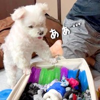 犬が『大切なおもちゃを片付けられてしまった』結果…想像以上の『絶望』が可愛すぎると8万再生「ガーンって顔で草」「ホッコリするｗ」