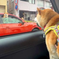 犬が『車で信号待ち』していたら…まさかの出会いと『恋に落ちる光景』が奇跡的だと244万再生「また会えるかな」「ロミオとジュリエット」