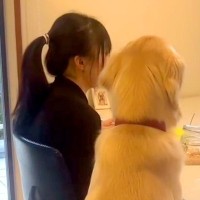 『風邪をひいた女の子に、大型犬が…』心配でそばを離れない姿と『まさかの結末』が151万再生「やさしい世界」「絶対そう言ってるｗ」と爆笑