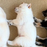 『生命って尊い…』3匹の赤ちゃん犬の成長記録、生まれてから『1ヶ月後の姿』が愛おしすぎると15万再生「涙が出た」「可愛すぎて…」の声