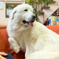 超大型犬が『大嫌いな雷』に怯えてしまった結果…まさかの『家族へのSOS』がとんでもないギャップだと65万再生「体大きくても怖いよね」