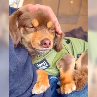 『犬を飼うのを反対していた男』が犬を迎えて3年経ったら…想像すらできなかった『現在の様子』に多くの反響「すべてが愛おしい」と5万再生