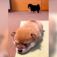 2匹の赤ちゃん犬を観察していたら、個性が爆発…それぞれの行動が『対照的すぎる』と451万再生「静と動ですね」「国宝級の可愛さｗ」と悶絶