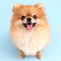 コロッとした見た目の犬種4選　可愛すぎるわんこの特徴やそれぞれの魅力まで