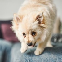 犬が後ろにさがりながら吠える『4つの理由』なぜ後ずさりするの？恐怖を感じさせない方法とは