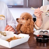 犬が醤油を摂取すると危険な理由とは？起こり得るリスクや致死量、飲んでしまった場合の対処法まで