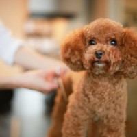 『トリミングを断られる犬』の特徴5選　受け入れてもらえないワケや問題点とは？