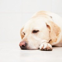 犬が『信用していない』時にするサイン4選　不信感を抱かれてしまう飼い主の共通点とは？