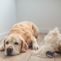 犬の換毛期に飼い主が意識すべき2つのケアやコツとは？毛球症を予防するために日頃からできること