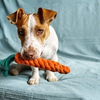 犬がする『おちゃめな行動』4つ　天然といわれている犬の特徴とは？暮らしの注意点まで