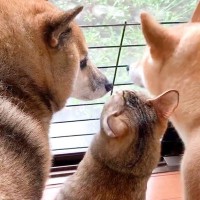 大雨の日、猫が不安そうにしていたら犬が…とっさの『優しすぎる気遣い』に感動「完全に親で涙…」「大丈夫だよっていってる」と21万再生